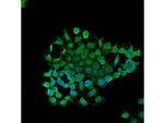 BAG1 Antibody in Immunocytochemistry (ICC/IF)