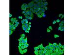 BAG1 Antibody in Immunocytochemistry (ICC/IF)