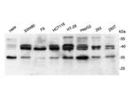 BAG1 Antibody in Western Blot (WB)