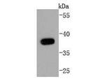 SIRT6 Antibody in Western Blot (WB)