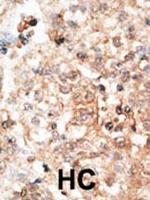 Osteocalcin Antibody in Immunohistochemistry (Paraffin) (IHC (P))