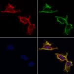 UBA52 Antibody in Immunocytochemistry (ICC/IF)