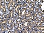 UBA52 Antibody in Immunohistochemistry (Paraffin) (IHC (P))