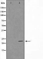 APRIL Antibody in Western Blot (WB)