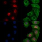 Phospho-SHP-1 (Tyr564) Antibody in Immunocytochemistry (ICC/IF)