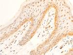 Phospho-FOXO3A (Ser253) Antibody in Immunohistochemistry (Paraffin) (IHC (P))