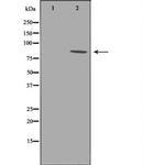 Phospho-B-Raf (Thr599) Antibody in Western Blot (WB)