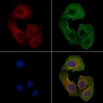 Phospho-JNK1/JNK2/JNK3 (Thr183, Tyr185) Antibody in Immunocytochemistry (ICC/IF)