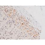 Phospho-JNK1/JNK2/JNK3 (Thr183, Tyr185) Antibody in Immunohistochemistry (Paraffin) (IHC (P))