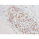 Phospho-JNK1/JNK2/JNK3 (Thr183, Tyr185) Antibody in Immunohistochemistry (Paraffin) (IHC (P))