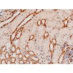 Phospho-JNK1/JNK2/JNK3 (Thr183, Tyr185) Antibody in Immunohistochemistry (Paraffin) (IHC (P))