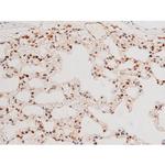 Phospho-JNK1/JNK2/JNK3 (Thr183, Tyr185) Antibody in Immunohistochemistry (Paraffin) (IHC (P))