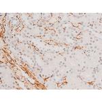 Phospho-JNK1/JNK2/JNK3 (Thr183, Tyr185) Antibody in Immunohistochemistry (Paraffin) (IHC (P))