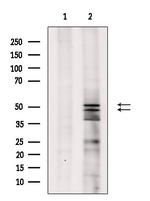 Phospho-JNK1/JNK2/JNK3 (Thr183, Tyr185) Antibody in Western Blot (WB)