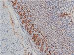 Phospho-LIMK1 (Thr508) Antibody in Immunohistochemistry (Paraffin) (IHC (P))