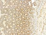 Phospho-Ataxin 1 (Ser775) Antibody in Immunohistochemistry (Paraffin) (IHC (P))