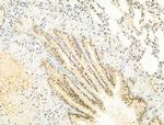 Phospho-Ataxin 1 (Ser775) Antibody in Immunohistochemistry (Paraffin) (IHC (P))