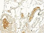 Phospho-IRF3 (Ser386) Antibody in Immunohistochemistry (Paraffin) (IHC (P))