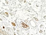 Phospho-IRF3 (Ser386) Antibody in Immunohistochemistry (Paraffin) (IHC (P))