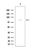 FOXP1 Antibody in Western Blot (WB)