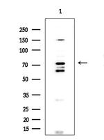 FOXP1 Antibody in Western Blot (WB)