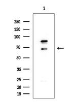 FOXP1 Antibody in Western Blot (WB)