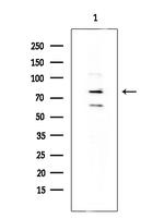 FOXP1 Antibody in Western Blot (WB)