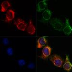 NDUFA4 Antibody in Immunocytochemistry (ICC/IF)