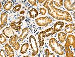 NDUFA4 Antibody in Immunohistochemistry (Paraffin) (IHC (P))