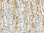 NDUFA4 Antibody in Immunohistochemistry (Paraffin) (IHC (P))