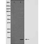 NDUFA4 Antibody in Western Blot (WB)