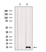 NDUFA4 Antibody in Western Blot (WB)