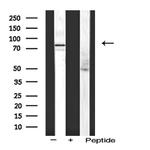 ITGB5 Antibody in Western Blot (WB)