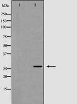 APRIL Antibody in Western Blot (WB)