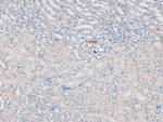 Phospho-eNOS (Ser1179) Antibody in Immunohistochemistry (Paraffin) (IHC (P))