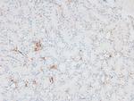 Phospho-eNOS (Ser1179) Antibody in Immunohistochemistry (Paraffin) (IHC (P))