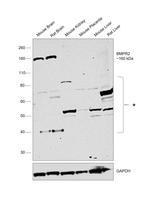 BMPR2 Antibody in Western Blot (WB)