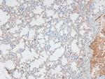 Phospho-Caveolin 2 (Ser23) Antibody in Immunohistochemistry (Paraffin) (IHC (P))