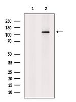 Phospho-Rb (Thr252) Antibody in Western Blot (WB)