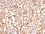 Phospho-BRCA1 (Ser1497) Antibody in Immunohistochemistry (Paraffin) (IHC (P))