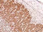 Phospho-Claudin 4 (Tyr208) Antibody in Immunohistochemistry (Paraffin) (IHC (P))