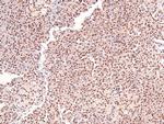 Phospho-CUX1 (Ser1215) Antibody in Immunohistochemistry (Paraffin) (IHC (P))