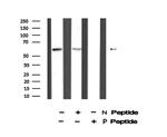 Phospho-Cyclin B1 (Ser128) Antibody in Western Blot (WB)