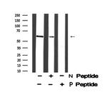 Phospho-Cyclin B1 (Ser133) Antibody in Western Blot (WB)