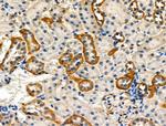 Phospho-HTRA2 (Ser212) Antibody in Immunohistochemistry (Paraffin) (IHC (P))