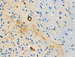 Phospho-MBP (Thr232) Antibody in Immunohistochemistry (Paraffin) (IHC (P))