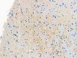 Phospho-MBP (Thr232) Antibody in Immunohistochemistry (Paraffin) (IHC (P))