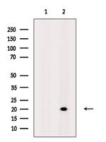 Phospho-MBP (Thr232) Antibody in Western Blot (WB)