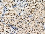 Phospho-MUC1 (Ser1227) Antibody in Immunohistochemistry (Paraffin) (IHC (P))