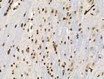 Phospho-MUC1 (Ser1227) Antibody in Immunohistochemistry (Paraffin) (IHC (P))